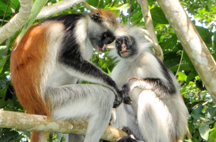 curiosita-zanzibar-colobo-rosso